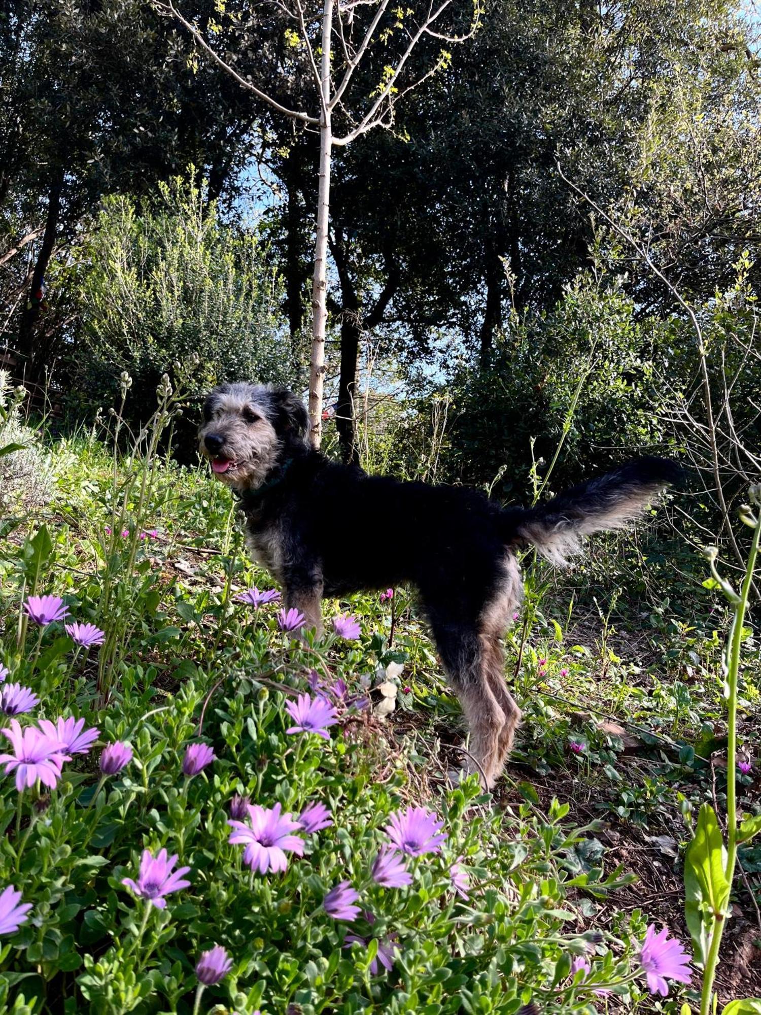 B&B La Fucinaia Pet Friendly Adults Only Campiglia Marittima Extérieur photo
